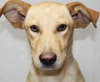 Coca Puppy