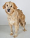 Golda Foster Needed 9/28