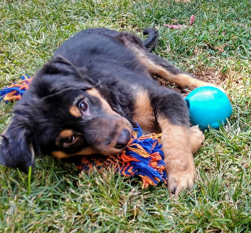Margo Puppy MG 10/6