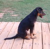 Margo Puppy MG 10/6