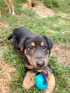 Margo Puppy MG 10/6