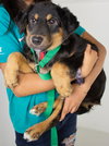 Margo Puppy MG 10/6