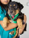 Margo Puppy MG 10/6