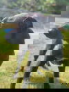 Floyd AH