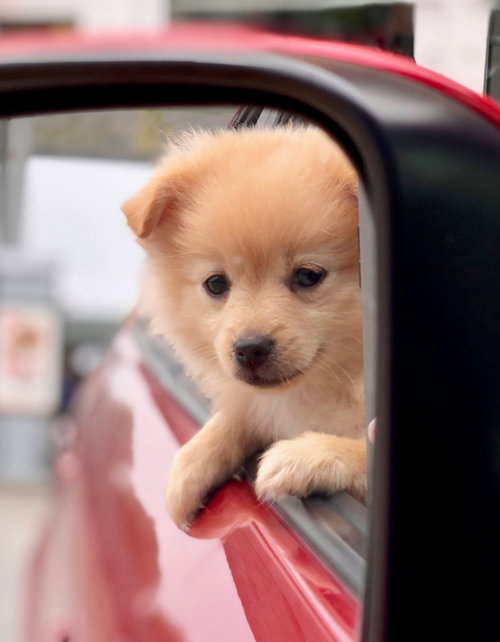 Morning Glory Puppy