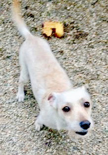 Corbin -Pup