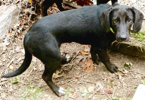 Shimmer -Puppy