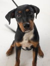 Ruth -Puppy