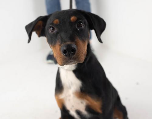 Ruth -Puppy