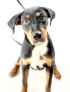 Ruth -Puppy