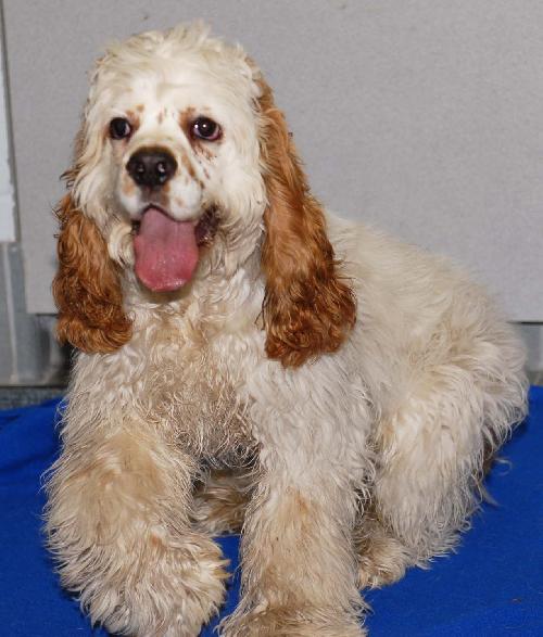 Grover