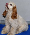 Grover