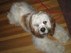 Grover