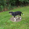 Travis Puppy