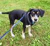 Travis Puppy