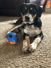 Travis Puppy