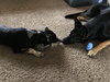 Travis Puppy