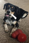 Travis Puppy