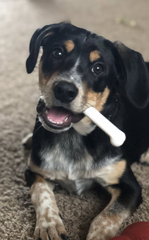 Travis Puppy