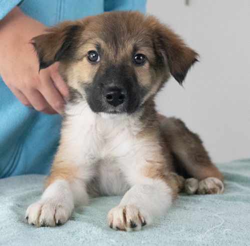 Fillmore -Puppy