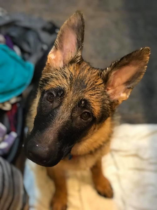 Colt Puppy FA
