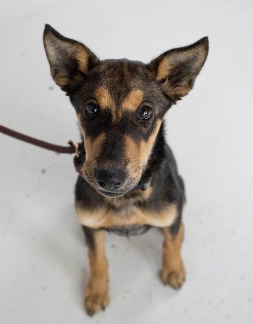 Oslo Pup