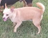 Modesto Pup DS