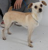 Modesto Pup DS