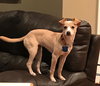 Moa Pup