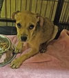 Story -Puppy