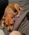 Story -Puppy