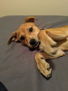Story -Puppy