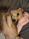 Story -Puppy