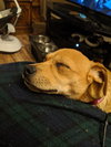 Story -Puppy