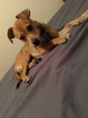 Story -Puppy