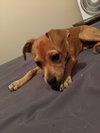 Story -Puppy