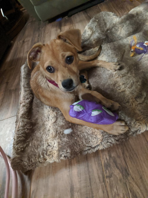 Story -Puppy