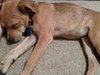Story -Puppy