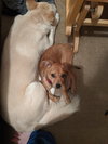 Story -Puppy