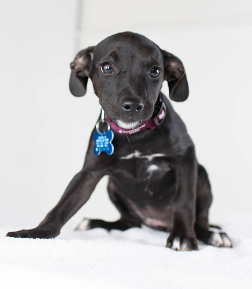 Cloves -Puppy