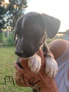 Coriander -Puppy