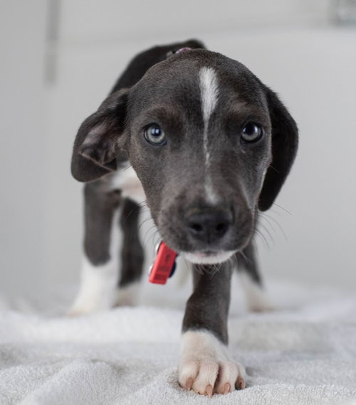 Coriander -Puppy