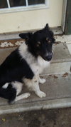 Bram