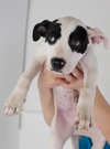Lyon -Puppy
