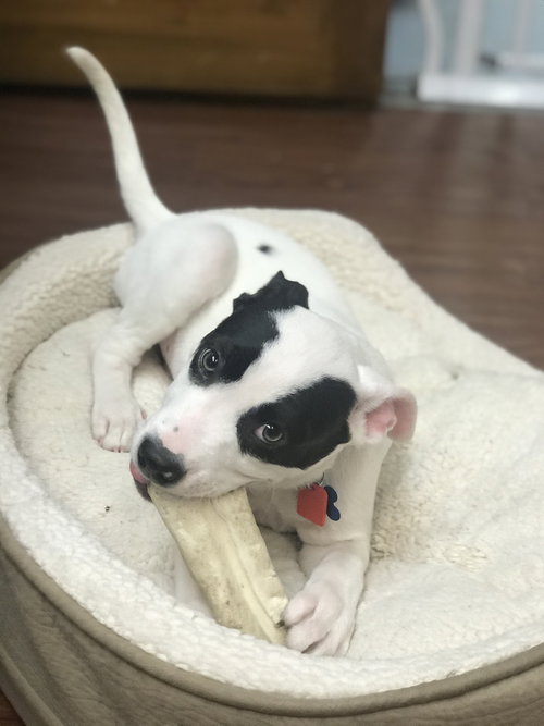 Lyon -Puppy