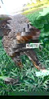 Yvette Puppy