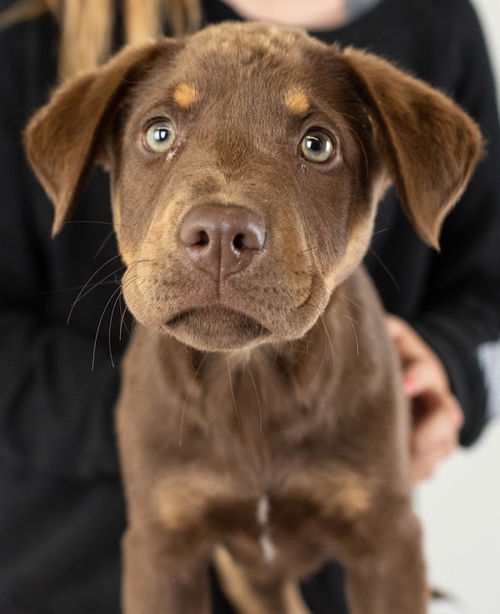 Yvette Puppy
