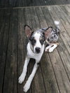 BeeGee -Puppy MG 10/22
