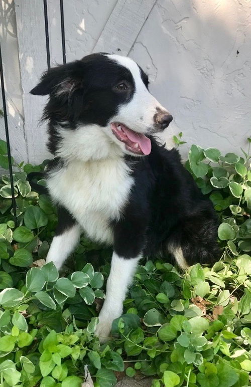 Fitzroy -Puppy