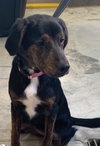 Chessie